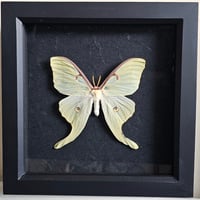 Framed - Luna Moth II