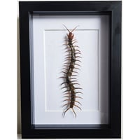 Framed - Scolopendra Giant Centipede