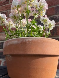 Image 1 of Round Terracotta Plant Pot 