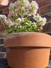 Image 3 of Round Terracotta Plant Pot 