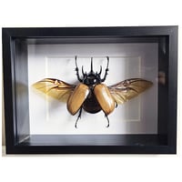 Deep Framed - Five-Horned Rhino Beetle (male)