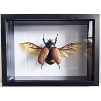Deep Framed - Five-Horned Rhino Beetle (female)