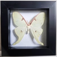 Framed - Luna Moth III