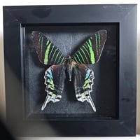 Framed - Green-Banded Urania Moth I