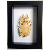 Framed - Orange Gray's Leaf Insect (rare)