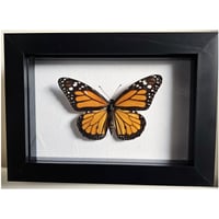 Framed - Monarch Butterfly