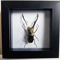 Framed - Longjaw Stag Beetle