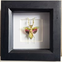Framed - Jewelled Flower Mantis II