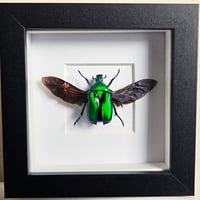 Framed - Resplendens Flower Beetle