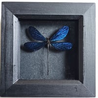 Framed - Vestalis Melania Damselfly I