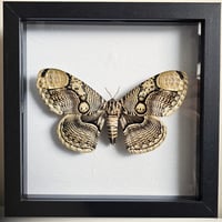Framed - Brahmaea Owl Moth