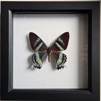 Framed - Swallowtail Moth