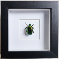 Framed - Cetomischema Flower Beetle