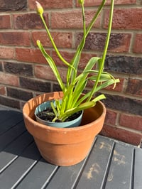 Image 1 of Tall Terracotta Pot