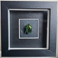 Framed - Cetomischema Flower Beetle I