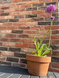 Image 2 of Tall Terracotta Pot
