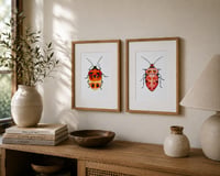 Image 4 of Set of 2 Entomology Shield Bug Prints, Digital Download