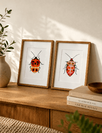 Image 3 of Set of 2 Entomology Shield Bug Prints, Digital Download