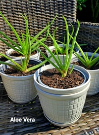 Aloe Vera 