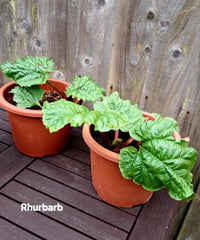 Rhubarb 
