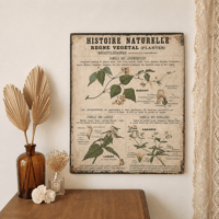 Image 1 of LA PLANCHE BOTANIQUE DEYROLLE N°12