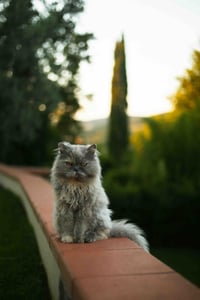 Nina The Persian