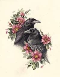 Our Wild Hearts - American Crows