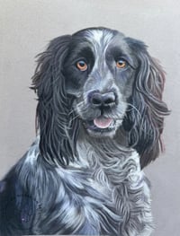 Image 1 of English Springer Spaniel - Original Pastel Pencil Dog Portrait