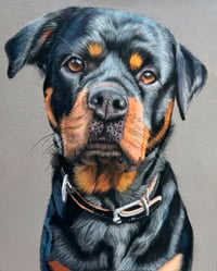 Rottweiler - Original Pastel Pencil Dog Portrait