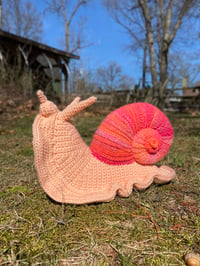 Peach and Pink Giant Snail