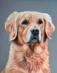 Golden Retriever - Original Pastel Pencil Dog Portrait