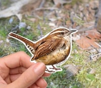 Image 1 of Carolina Wren Bird Vinyl Sticker