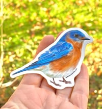 Image 2 of Eastern Blue Bird Vinyl Sticker 
