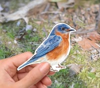 Image 1 of Eastern Blue Bird Vinyl Sticker 