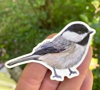 Image 1 of Chickadee Bird Vinyl Sticker