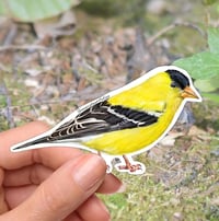 Image 1 of American Goldfinch Bird Vinyl Sticker