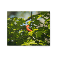 Scarlet Tanager Print
