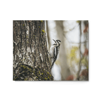 Yellow-Bellied Sapsucker Print