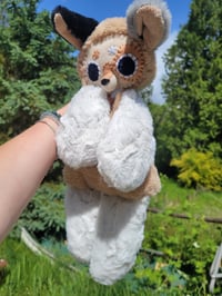 Image 3 of Star Aussie Dog 
