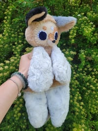 Image 6 of Star Aussie Dog 