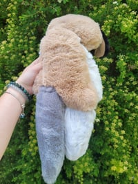Image 7 of Star Aussie Dog 
