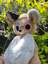 Image 1 of Star Aussie Dog 