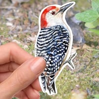 Image 1 of Red-bellied Woodpecker Vinyl Sticker 