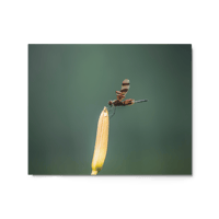 Calico Pennant Dragonfly Print