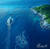 HUNGRY WHALE