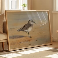 Image 1 of “Bonaparte’s Sandpiper” Ornithological Art Print