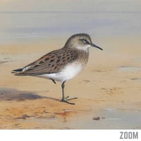 Image 5 of “Bonaparte’s Sandpiper” Ornithological Art Print