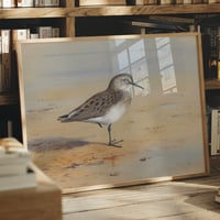 Image 3 of “Bonaparte’s Sandpiper” Ornithological Art Print