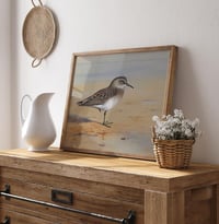 Image 4 of “Bonaparte’s Sandpiper” Ornithological Art Print