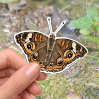 Image 1 of Common Buckeye Butterfly Vinyl Sticker 